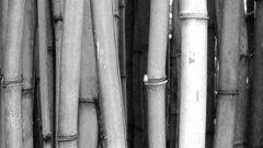 Looking into a bamboo grove in California