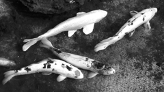 Koi carp in a pond in Bodega Bay, California