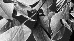 Leaves of a tree in California